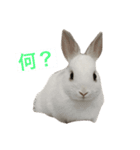 うさぎのルナ（個別スタンプ：2）