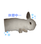 うさぎのルナ（個別スタンプ：7）