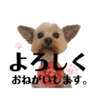 もこちんの丁寧言葉＆カジュアル言葉（個別スタンプ：3）