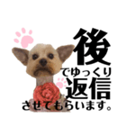 もこちんの丁寧言葉＆カジュアル言葉（個別スタンプ：4）