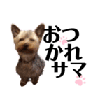 もこちんの丁寧言葉＆カジュアル言葉（個別スタンプ：13）