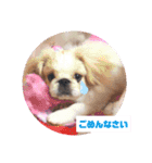 ラブペキニーズ3（個別スタンプ：1）