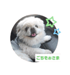 ラブペキニーズ3（個別スタンプ：4）
