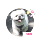 ラブペキニーズ3（個別スタンプ：5）