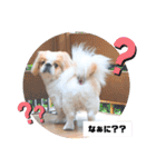 ラブペキニーズ3（個別スタンプ：9）