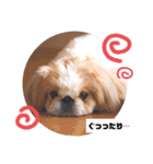 ラブペキニーズ3（個別スタンプ：10）