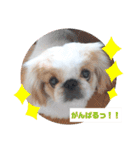 ラブペキニーズ3（個別スタンプ：12）
