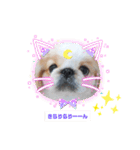 ラブペキニーズ3（個別スタンプ：16）