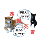柴犬のカイ＆甲斐犬のリク（個別スタンプ：1）