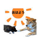 柴犬のカイ＆甲斐犬のリク（個別スタンプ：2）