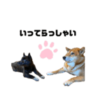 柴犬のカイ＆甲斐犬のリク（個別スタンプ：3）