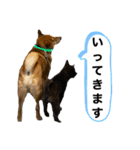 柴犬のカイ＆甲斐犬のリク（個別スタンプ：4）
