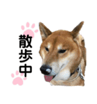 柴犬のカイ＆甲斐犬のリク（個別スタンプ：6）