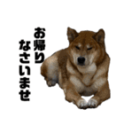 柴犬のカイ＆甲斐犬のリク（個別スタンプ：7）