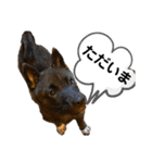 柴犬のカイ＆甲斐犬のリク（個別スタンプ：8）