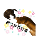 柴犬のカイ＆甲斐犬のリク（個別スタンプ：9）
