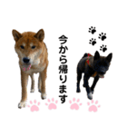 柴犬のカイ＆甲斐犬のリク（個別スタンプ：10）