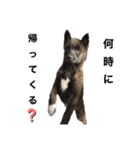 柴犬のカイ＆甲斐犬のリク（個別スタンプ：11）