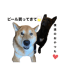柴犬のカイ＆甲斐犬のリク（個別スタンプ：12）