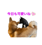 柴犬のカイ＆甲斐犬のリク（個別スタンプ：13）