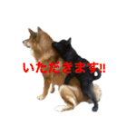 柴犬のカイ＆甲斐犬のリク（個別スタンプ：14）