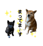 柴犬のカイ＆甲斐犬のリク（個別スタンプ：15）