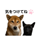 柴犬のカイ＆甲斐犬のリク（個別スタンプ：16）