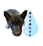 柴犬のカイ＆甲斐犬のリク（個別スタンプ：17）