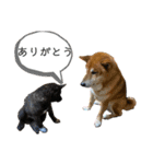 柴犬のカイ＆甲斐犬のリク（個別スタンプ：18）