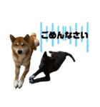 柴犬のカイ＆甲斐犬のリク（個別スタンプ：19）