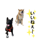 柴犬のカイ＆甲斐犬のリク（個別スタンプ：20）