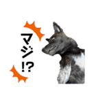 柴犬のカイ＆甲斐犬のリク（個別スタンプ：21）