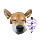 柴犬のカイ＆甲斐犬のリク（個別スタンプ：22）