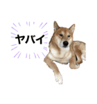 柴犬のカイ＆甲斐犬のリク（個別スタンプ：23）