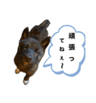 柴犬のカイ＆甲斐犬のリク（個別スタンプ：24）