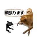 柴犬のカイ＆甲斐犬のリク（個別スタンプ：25）