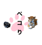 柴犬のカイ＆甲斐犬のリク（個別スタンプ：26）