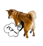 柴犬のカイ＆甲斐犬のリク（個別スタンプ：27）