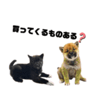 柴犬のカイ＆甲斐犬のリク（個別スタンプ：29）