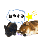 柴犬のカイ＆甲斐犬のリク（個別スタンプ：30）