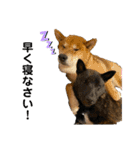 柴犬のカイ＆甲斐犬のリク（個別スタンプ：31）