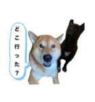 柴犬のカイ＆甲斐犬のリク（個別スタンプ：32）