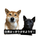 柴犬のカイ＆甲斐犬のリク（個別スタンプ：33）