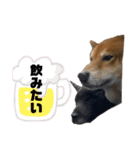 柴犬のカイ＆甲斐犬のリク（個別スタンプ：35）