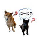 柴犬のカイ＆甲斐犬のリク（個別スタンプ：36）