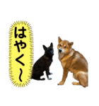 柴犬のカイ＆甲斐犬のリク（個別スタンプ：37）