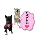柴犬のカイ＆甲斐犬のリク（個別スタンプ：38）