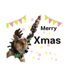 柴犬のカイ＆甲斐犬のリク（個別スタンプ：39）