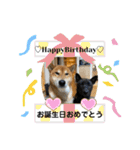 柴犬のカイ＆甲斐犬のリク（個別スタンプ：40）