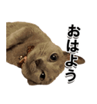 ロシアンブルーねこ「さくら」実写スタンプ（個別スタンプ：1）
